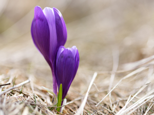 Beyond the Bloom